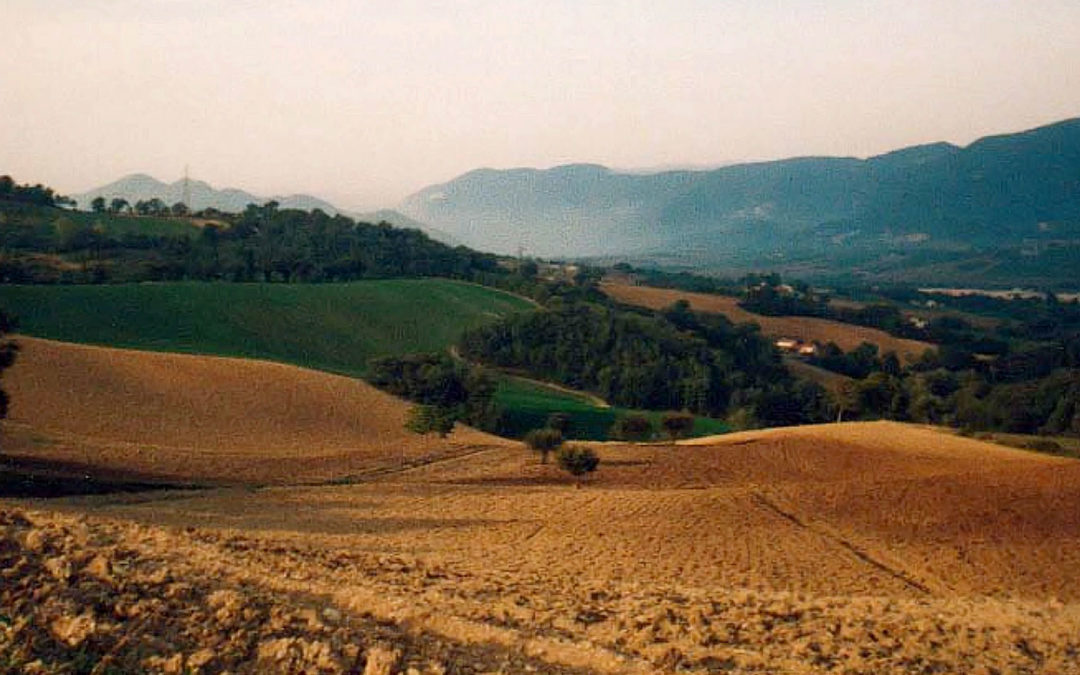 Campo Santo Holly field